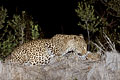Female & her cub on top of a termite mound, in the night