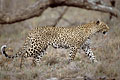 Leopard, exploring the territory