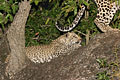 Young leopard with his mother in a tree during the night