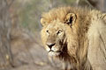Lion - big male adult