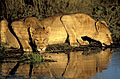Lionesses at the water hole at sunset
