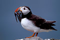 Puffin