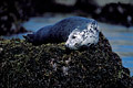 Grey Seal at rest. Low tide