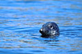 Grey Seal