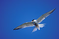 Common Tern