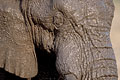 Elephant close-up : the skin cover by the mud