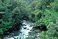 Wild white water in Pristine Forest / Fiordland