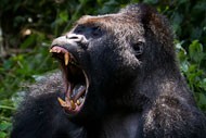 GORILLAS from Central Africa