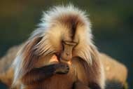 ETHIOPIAN GELADA BABOONS