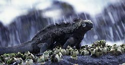 GALAPAGOS  Islands      Ecuador