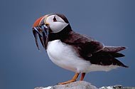 OISEAUX de MER de BRETAGNE