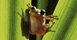 AMPHIBIENS  (Batraciens)