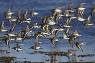 Shorebirds of Brittany