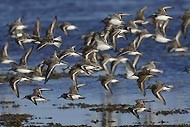 LIMICOLES (ou chassiers) du littoral