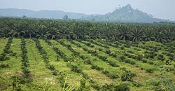 BORNEO : DEFORESTATION