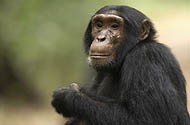 CHIMPANZES d'Afrique Centrale