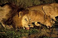 Afrique Australe  : Léopard - Lion - Guépard