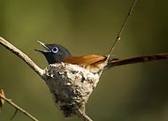 Southern Africa : BIRDS