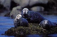 Marine mammals of French Brittany