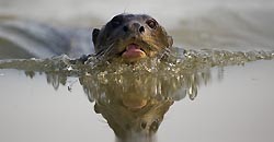 BRAZIL : The Pantanal Wetland