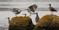 LIMICOLES et OISEAUX de MER