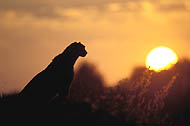 OKAVANGO DELTA in MAY