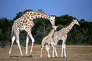 REPORTAGE Les girafes blanches du Niger