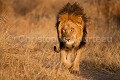 Lion du désert du Kalahari - 
Kalahari Desert Lion.
(Panthera leo).
 Afrique 
 Botswana 
 Central 
 Kalahari 
 Panthera 
 Panthera leo 
 african 
 aride 
 carnivore 
 cat 
 desert 
 dry 
 désert 
 félin 
 hiver 
 leo 
 lion 
 mammal 
 mammifère 
 predator 
 project 
 prédateur 
 sable 
 safari 
 safari photo 
 saison 
 season 
 southern 
 southern africa 
 sèche 
 wild 
 winter 
 Botswana, 