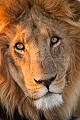 Lion du désert du Kalahari 
(Panthera leo).
Désert du Kalahari Central.
Botswana. Afrique 
 Botswana 
 Central 
 Kalahari 
 Panthera 
 Panthera leo 
 african 
 aride 
 carnivore 
 cat 
 desert 
 dry 
 désert 
 félin 
 hiver 
 leo 
 lion 
 mammal 
 mammifère 
 predator 
 project 
 prédateur 
 sable 
 safari 
 safari photo 
 saison 
 season 
 southern 
 southern africa 
 sèche 
 wild 
 winter 
 Botswana, 