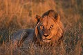 Lion male - Male Lion
(Panthera leo)
Okvango Delta. Botswana Africa 
 Afrique 
 animaux 
 aride 
 Botswana 
 Delta 
 desert 
 dry 
 eau 
 eau douce 
 faune 
 Kalahari 
 Kwando 
 Kwara 
 mammal 
 mammifere 
 nature 
 Okavango 
 safari 
 safari photo 
 sauvage 
 voyage 
 water 
 wetland 
 Wilderness 