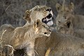 (Panthera leo). Afrique du Sud. Pirvate Game Reserve 
 Private 
 France, 
 Vendée, 
Panthera,
leo,
Lioness,
jeune, 
lionceau
 
