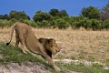  
 mane 
 wild  