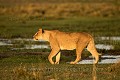 (Panthera leo). Okavango Delta. Botswana Africa 
 Afrique 
 animaux 
 aride 
 Botswana 
 Delta 
 desert 
 dry 
 eau 
 eau douce 
 faune 
 Kalahari 
 Kwando 
 Lebala 
 nature 
 Okavango 
 safari 
 safari photo 
 sauvage 
 voyage 
 water 
 wetland 
 Wilderness 