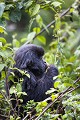 Mountain Gorilla (Gorilla gorilla graueri). Bwenge Group. Slope of the Karisoke Volcano. 
Volcanoes Nat. Park. Rwanda.
Elevation 2930 meters
GPS :  1.481222° S  / 29.505300° E 

Gorille de Montagne. (Gorilla gorilla graueri). Groupe Bwenge, sur le volcan Karisoke . Volcanoes Nat. Park. Rwanda.
Altitude : 2930 meters
GPS :  1.481222° S  / 29.505300° E 
 Africa 
 Afrique 
 Bwenge 
 Gorilla 
 Gorilla gorilla beringei 
 Great Apes 
 Karisoke 
 Mountain gorilla 
 National 
 Park 
 Rwanda 
 Volcanoes 
 Volcans 
 beringei 
 gorille 
 grand singe 
 jungle 
 montagne 
 mountain 
 République démocratique du Congo, 
 Nord-Kivu,  