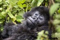 Young Mountain Gorilla asleep (Gorilla gorilla graueri). Bwenge Group. Slope of the Karisoke Volcano. 
Volcanoes Nat. Park. Rwanda.
Elevation 2930 meters
GPS :  1.481222° S  / 29.505300° E 

Jeune Gorille de Montagne en train de dormir parmi la végétation
 (Gorilla gorilla graueri). Groupe Bwenge, sur le volcan Karisoke . Volcanoes Nat. Park. Rwanda.
Altitude : 2930 meters
GPS :  1.481222° S  / 29.505300° E 
 Bwenge 
 Gorilla 
 Gorilla gorilla beringei 
 Great Apes 
 Karisoke 
 Mountain gorilla 
 National 
 Park 
 Primate 
 Volcanoes 
 Volcans 
 gorille 
 jungle 
 montagne 
 mountain 
 République démocratique du Congo, 
 Nord-Kivu,  