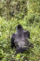Mountain Gorilla, Silver Back in the forest. (Gorilla gorilla graueri). 
Silver Back (Bwenge) of the Bwenge Group. Slope of the Karisoke Volcano. 
Volcanoes Nat. Park. Rwanda.
Elevation 2930 meters
GPS :  1.481222° S  / 29.505300° E 

Gorille de Montagne. (Gorilla gorilla graueri). Bwenge, leader de son groupe nomé Groupe 
Bwenge, sur le volcan Karisoke . Volcanoes Nat. Park. Rwanda.
Altitude : 2930 meters
GPS :  1.481222° S  / 29.505300° E 
 Africa 
 Afrique 
 Bwenge 
 Gorilla 
 Gorilla gorilla beringei 
 Great Apes 
 Karisoke 
 Mountain gorilla 
 National 
 Park 
 Rwanda 
 Volcanoes 
 Volcans 
 beringei 
 gorille 
 grand singe 
 jungle 
 montagne 
 mountain 
 République démocratique du Congo, 
 Nord-Kivu,  