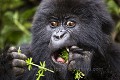 Young Mountain Gorilla (Gorilla gorilla graueri). Bwenge Group. Slope of the Karisoke Volcano. 
Volcanoes Nat. Park. Rwanda.
Elevation 2930 meters
GPS :  1.481222° S  / 29.505300° E 

Jeune Gorille de Montagne. (Gorilla gorilla graueri). Groupe Bwenge, sur le volcan Karisoke . Volcanoes Nat. Park. Rwanda.
Altitude : 2930 meters
GPS :  1.481222° S  / 29.505300° E 
 Bwenge 
 Gorilla 
 Gorilla gorilla beringei 
 Great Apes 
 Karisoke 
 Mountain gorilla 
 National 
 Park 
 Primate 
 Volcanoes 
 Volcans 
 gorille 
 jeune 
 jungle 
 montagne 
 mountain 
 young 
 République démocratique du Congo, 
 Nord-Kivu,  