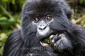 Young Mountain Gorilla (Gorilla gorilla graueri). Bwenge Group. Slope of the Karisoke Volcano. 
Volcanoes Nat. Park. Rwanda.
Elevation 2930 meters
GPS :  1.481222° S  / 29.505300° E 

Jeune Gorille de Montagne. (Gorilla gorilla graueri). Groupe Bwenge, sur le volcan Karisoke . Volcanoes Nat. Park. Rwanda.
Altitude : 2930 meters
GPS :  1.481222° S  / 29.505300° E 
 Bwenge 
 Gorilla 
 Gorilla gorilla beringei 
 Great Apes 
 Karisoke 
 Mountain gorilla 
 National 
 Park 
 Primate 
 Volcanoes 
 Volcans 
 gorille 
 jeune 
 jungle 
 montagne 
 mountain 
 young 
 République démocratique du Congo, 
 Nord-Kivu,  