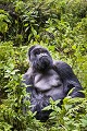 Portrait of a Mountain Gorilla Silver Back (Gorilla gorilla beringei). Hirwa Group (Silver back called Munyinya). Volcanoes National Park.  Rwanda. Mars 2012

Portrait d"un gorille de montagne Dos Argenté (Gorilla gorilla beringei). Groupe Hirwa (dos argenté nommé Munyinya). Parc National des Volcans. Rwanda. Mars 2012 
 Gorilla 
 Hirwa 
 Primate 
 Rwanda, 
 Nord,  