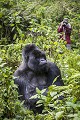 Portrait of a Mountain Gorilla Silver Back (Gorilla gorilla beringei). Hirwa Group (Silver back called Munyinya). Volcanoes National Park.  Rwanda. Mars 2012

Portrait d"un gorille de montagne Dos Argenté (Gorilla gorilla beringei). Groupe Hirwa (dos argenté nommé Munyinya). Parc National des Volcans. Rwanda. Mars 2012 
 Africa 
 Afrique 
 Ape 
 Gorilla 
 Gorilla gorilla beringei 
 Great Apes 
 Hirwa 
 Mountain gorilla 
 Munyinya 
 Park 
 Primate 
 Rwanda 
 Volcanoes 
 Volcans 
 close-up 
 dos argenté 
 gorille 
 grand singe 
 head 
 jungle 
 mammal 
 mammifère 
 montagne 
 mountain 
 portrait 
 regard 
 silver back 
 singe 
 tête 
 Indonésie, 
 Nusa Tenggara Oriental,  