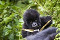 Mountain Gorilla, Young gorill. (Gorilla gorilla beringei). Volcanoes National Park. Rwanda. March 2012.
Elevation : 2610 m

Gorille de montagne. Jeune gorille  (Gorilla gorilla beringei). Hirwa Group. 
Parc National des Volcans. 
Rwanda. Mars 2012. 
Altitude 2610 m 
 Africa 
 Afrique 
 Apes 
 Gorilla 
 Gorilla gorilla beringei 
 Great Apes 
 Hirwa 
 Mountain gorilla 
 Park 
 Primate 
 Rwanda 
 Volcanoes 
 Volcans 
 baby 
 bébé 
 forest 
 forêt 
 gorille 
 grand singe 
 jeune 
 mammal 
 mammifère 
 montagne 
 playful 
 singe 
 Rwanda, 
 Nord,  