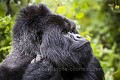 Mountain Gorilla, Silver Back in the forest. (Gorilla gorilla beringei). 
Silver Back (named Munyinya) leader of the Hirwa Group.
Volcanoes Nat. Park. Rwanda.
Elevation 2612 meters


Gorille de Montagne. (Gorilla gorilla beringei). Munyianya, leader du groupe Hirwa . Parc National des Volcans. 
Altitude : 2612 meters 
 Africa 
 Afrique 
 Apes 
 Gorilla 
 Gorilla gorilla beringei 
 Great Apes 
 Hirwa 
 Mountain gorilla 
 Primate 
 Rwanda 
 Volcanoes 
 Volcans 
 dos argenté 
 forest 
 forêt 
 gorille 
 jungle 
 montagne 
 mountain 
 silver back 
 singe 
 Rwanda, 
 Nord,  