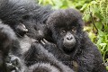 Young Mountain Gorilla (Gorilla gorilla beringei). Hirwa Group. This is Gakuru, one of 2 twins infants  from female Kabatwa.
Slope of the  Sabyinyo Volcano. 
Volcanoes Nat. Park. Rwanda. March 2012.
Elevation 2610 m


Jeune Gorille de Montagne  (Gorilla gorilla beringei). Groupe Hirwa. Ce jeune gorille est nommé Gakuru, un des deux jumeaux mis au monde par leur mère Kabatwa.  Volcan Sabyinyo . Volcanoes Nat. Park. Rwanda. Mars 2012
Altitude : 2610 m 
 Africa 
 Afrique 
 Gakuru 
 Gorilla 
 Gorilla gorilla beringei 
 Great Apes 
 Hirwa 
 Mountain gorilla 
 National 
 Park 
 Primate 
 Rwanda 
 Volcanoes 
 Volcans 
 gorille 
 grand singe 
 infant 
 jumeaux 
 jungle 
 mammal 
 mammifère 
 montagne 
 mountain 
 regard 
 singe 
 twins 
 Indonésie, 
 Nusa Tenggara Oriental,  