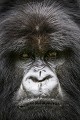 Portrait of a Mountain Gorilla Silver Back (Gorilla gorilla beringei). Hirwa Group (Silver back called Munyinya). Volcanoes National Park.  Rwanda. Mars 2012

Portrait d"un gorille de montagne Dos Argenté (Gorilla gorilla beringei). Groupe Hirwa (dos argenté nommé Munyinya). Parc National des Volcans. Rwanda. Mars 2012 
 Africa 
 Afrique 
 Ape 
 Gorilla 
 Gorilla gorilla beringei 
 Great Apes 
 Hirwa 
 Mountain gorilla 
 Munyinya 
 Park 
 Primate 
 Rwanda 
 Volcanoes 
 Volcans 
 close-up 
 dos argenté 
 gorille 
 grand singe 
 head 
 jungle 
 mammal 
 mammifère 
 montagne 
 mountain 
 portrait 
 regard 
 silver back 
 singe 
 tête 
 Indonésie, 
 Nusa Tenggara Oriental,  