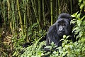 Silver Back Mountain Gorilla in the Bamboo Forest. Hirwa Group. Munyinya is the leader. (Gorilla gorilla beringei). Sabyinyo volcano. Volcano National Park. Rwanda. 

Mâle Dos argenté Gorille de montagne. Groupe Hirwa, Munyinya en est le leader.  (Gorilla gorilla beringei). Pentes du volcan Sabyinyo . Parc National des Volcans. Rwanda. 
 Africa 
 Afrique 
 Ape 
 Gorilla 
 Gorilla gorilla beringei 
 Great Apes 
 Hirwa 
 Mountain gorilla 
 Munyinya 
 National 
 Park 
 Primate 
 Rwanda 
 Sabyinyo 
 Volcanoes 
 Volcans 
 dos argenté 
 famille 
 family 
 gorille 
 grand singe 
 group 
 groupe 
 head 
 jungle 
 leader 
 male 
 mammal 
 mammifère 
 montagne 
 mountain 
 mâle 
 regard 
 silver back 
 singe 
 tête 
 Indonésie, 
 Nusa Tenggara Oriental,  