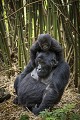 Mountain Gorilla, Femelle with her young playing on her back  in dense Bamboo Forest. (Gorilla gorilla beringei). Volcanoes National Park. Rwanda. March 2012.
Elevation : 2610 m

Gorille de montagne. Femelle et son jeune sur le dos dans une forêt dense de bambous.
Parc National des Volcans. 
Rwanda. Mars 2012. 
Altitude 2610 m 
 Africa 
 Afrique 
 Gorilla 
 Gorilla gorilla beringei 
 Great Apes 
 Hirwa 
 Mountain gorilla 
 National 
 Park 
 Primate 
 Rwanda 
 Volcanoes 
 Volcans 
 bamboo 
 bambou 
 famille 
 family 
 female 
 femelle 
 forest 
 forêt 
 gorille 
 grand singe 
 group 
 groupe 
 jeune 
 jungle 
 mammal 
 mammifère 
 montagne 
 mountain 
 singe 
 tête 
 young 
 Rwanda, 
 Nord,  