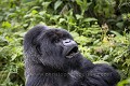 Silver Back Mountain Gorilla eating in the open vegetation. Hirwa Group. Munyinya is the leader. (Gorilla gorilla beringei). Sabyinyo volcano. Volcano National Park. Rwanda. 

Mâle Dos argenté Gorille de montagne. Groupe Hirwa, Munyinya en est le leader.  (Gorilla gorilla beringei). Pentes du volcan Sabyinyo . Parc National des Volcans. Rwanda. 
 Africa 
 Afrique 
 Ape 
 Gorilla 
 Gorilla gorilla beringei 
 Great Apes 
 Hirwa 
 Mountain gorilla 
 Munyinya 
 National 
 Park 
 Primate 
 Rwanda 
 Sabyinyo 
 Volcanoes 
 Volcans 
 dos argenté 
 famille 
 family 
 gorille 
 grand singe 
 group 
 groupe 
 head 
 jungle 
 leader 
 male 
 mammal 
 mammifère 
 montagne 
 mountain 
 mâle 
 regard 
 silver back 
 singe 
 tête 
 Rwanda, 
 Nord,  