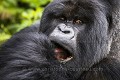 Silver Back Mountain Gorilla eating in the open vegetation. Hirwa Group. Munyinya is the leader. (Gorilla gorilla beringei). Sabyinyo volcano. Volcano National Park. Rwanda. 

Mâle Dos argenté Gorille de montagne. Groupe Hirwa, Munyinya en est le leader.  (Gorilla gorilla beringei). Pentes du volcan Sabyinyo . Parc National des Volcans. Rwanda. 
 Africa 
 Afrique 
 Gorilla 
 Hirwa 
 Rwanda 
 Rwanda, 
 Nord,  