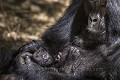 Mountain Gorilla, Female with her 4 weeks old infant in her arm (Gorilla gorilla beringei). Volcanoes National Park. Rwanda. March 2012.
Elevation : 2610 m

Gorille de montagne. Femelle tenant son bébé de 4 semaines dans ses bras. Hirwa Group. 
Parc National des Volcans. 
Rwanda. Mars 2012. 
Altitude 2610 m 
 Africa 
 Afrique 
 Gorilla 
 Gorilla gorilla beringei 
 Great Apes 
 Hirwa 
 Mountain gorilla 
 National 
 Park 
 Primate 
 Rwanda 
 Volcanoes 
 Volcans 
 bamboo 
 bambou 
 bébé 
 female 
 femelle 
 forest 
 forêt 
 gorille 
 grand singe 
 group 
 groupe 
 infant 
 jeune 
 jungle 
 mammal 
 mammifère 
 montagne 
 mountain 
 singe 
 young 
 Rwanda, 
 Nord,  