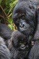 Mountain Gorilla, Female with her 4 months old infant in her arm (Gorilla gorilla beringei). Volcanoes National Park. Rwanda. March 2012.
Elevation : 2610 m

Gorille de montagne. Femelle tenant son bébé de 4 mois dans ses bras. Hirwa Group. 
Parc National des Volcans. 
Rwanda. Mars 2012. 
Altitude 2610 m 
 Gorilla 
 Great Apes 
 Hirwa 
 Primate 
 gorille 
 mammal 
 mammifère 
 singe 
 Rwanda, 
 Nord,  